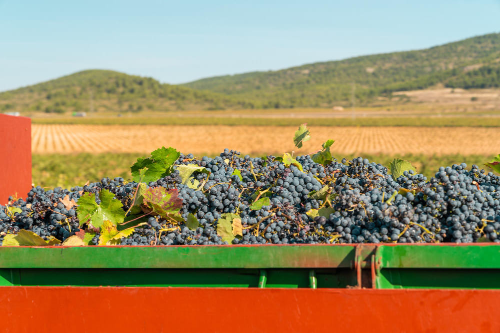Las bodegas españolas ya se están preparando para la campaña de la vendimia